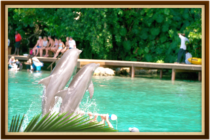 Sandcastles Ocho Rios Activities - Dolphin Cove